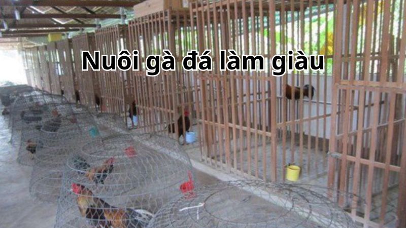 Cách nuôi gà đá làm giàu