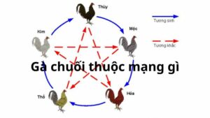 Gà chuối thuộc mạng gì