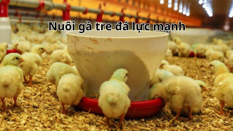 Nuôi gà tre lực mạnh từ khi còn nhỏ